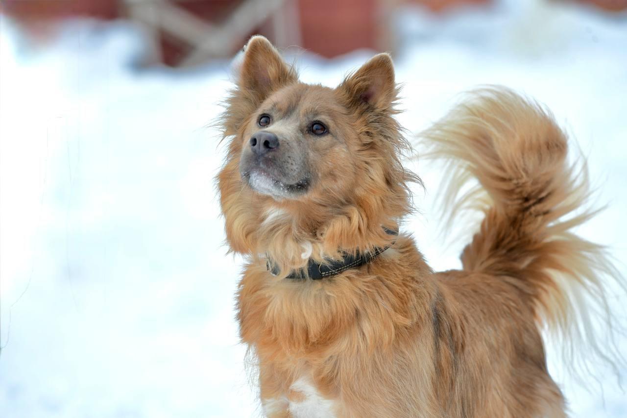 Фото Фестиваль WOOF в Новосибирске помогает питомцам обрести дом 2